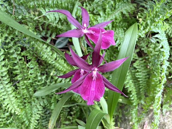 最近こんな花が咲きました